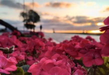 Tips fotografia Motorola